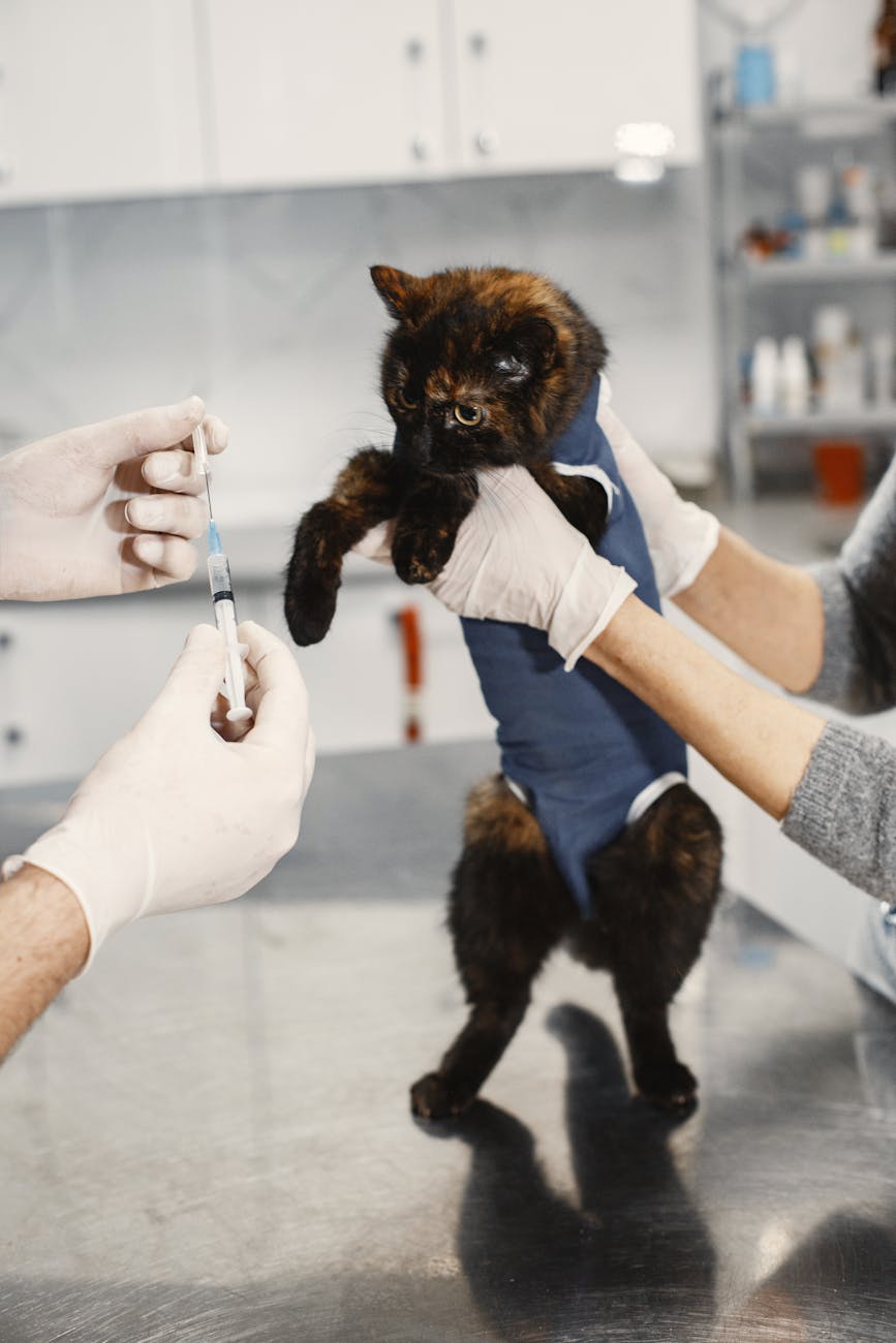 little cat getting a vaccine