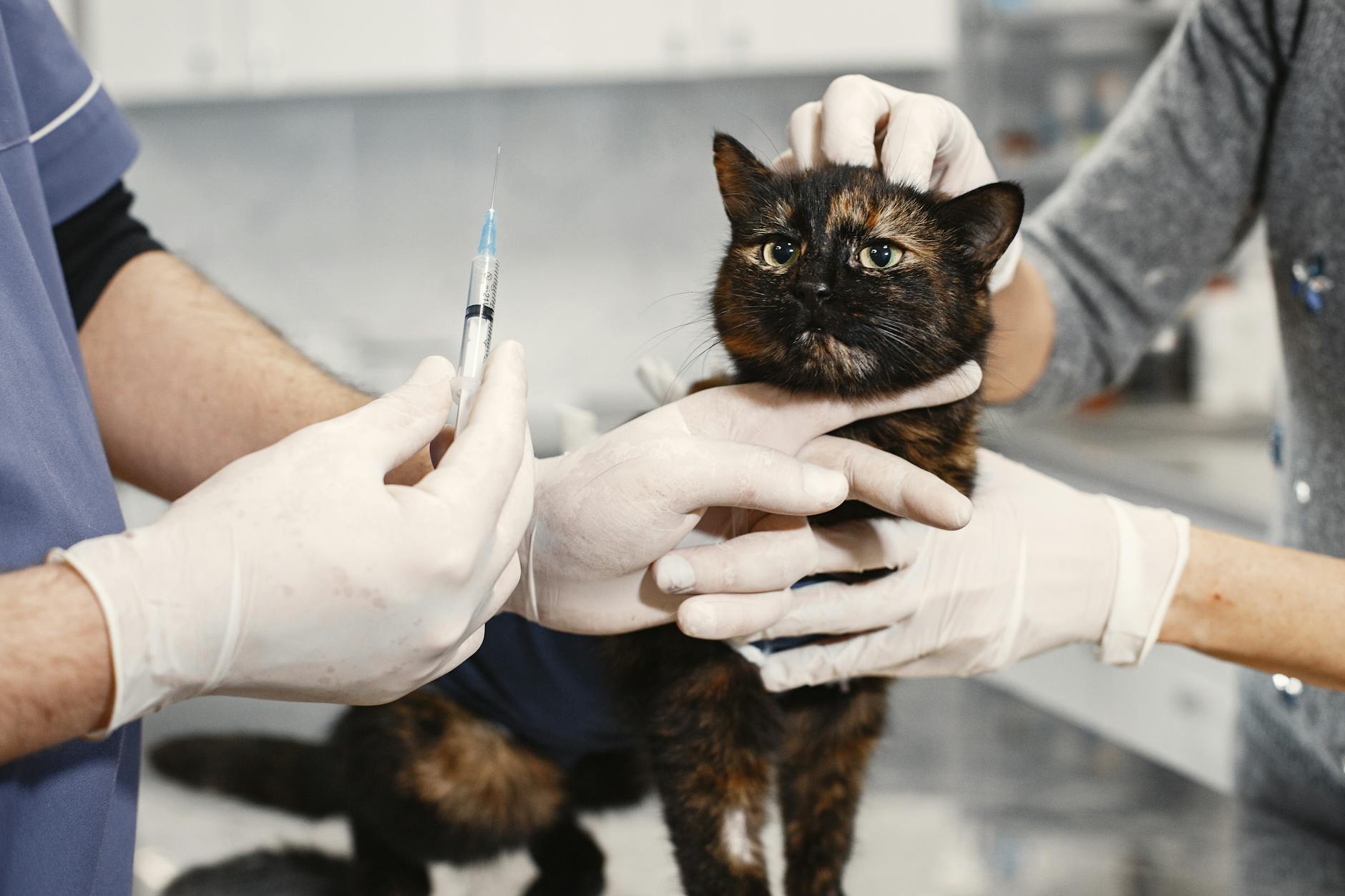 a veterinarian holding am injection for a cat