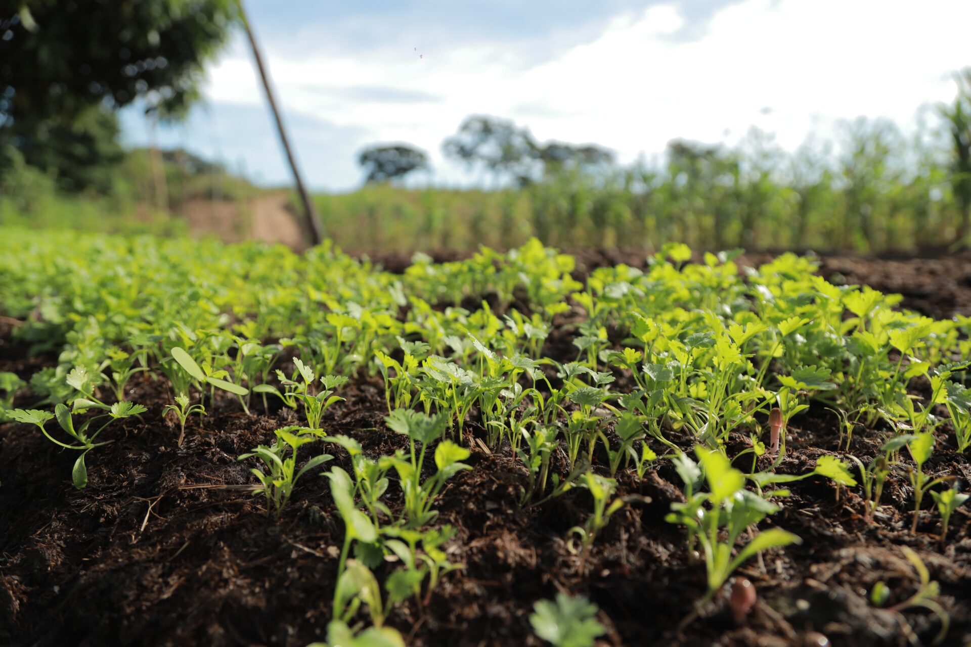 Segunda Fazenda Agroecológica deve beneficiar dezenas de agricultores em Juazeiro do Norte