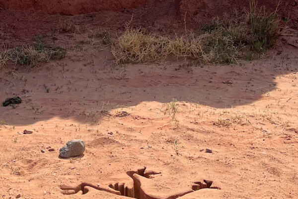 Os personagens Wile E. Coyote e Papa Léguas irão estrelar uma nova aventura com estreia agendada para o dia 27 de agosto de 2026.