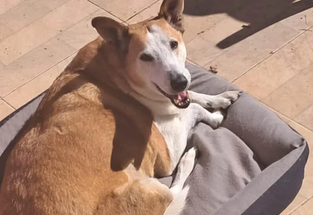 CACHORRO PROPAGANDA: Silveira, pró-reitor de assuntos caninos da UFSM, agora é embaixador de Purina Pro Plan®
