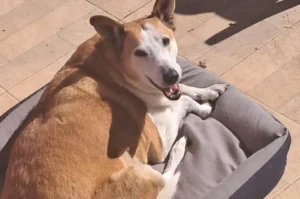 CACHORRO PROPAGANDA: Silveira, pró-reitor de assuntos caninos da UFSM, agora é embaixador de Purina Pro Plan®