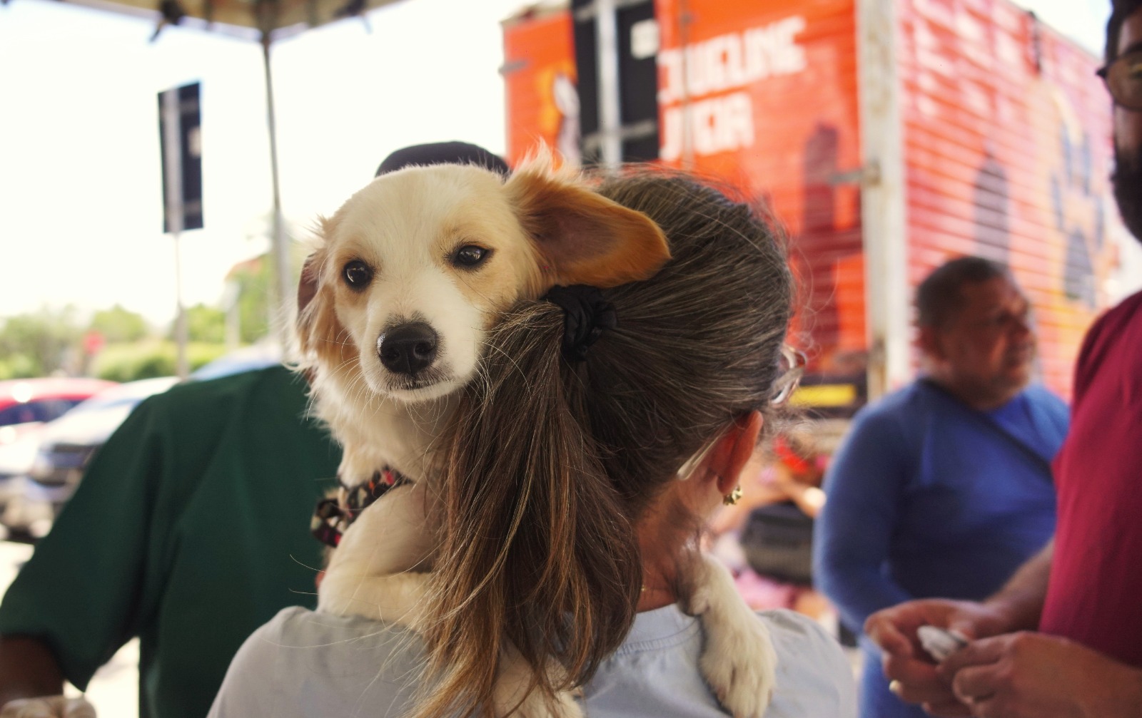 Vetmóvel realiza triagem de animais e amplia número de castrações para mais de 800 procedimentos